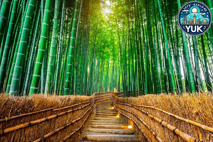 Arashiyama Bamboo Forest: Simfoni Keindahan Alam di Tengah Kyoto