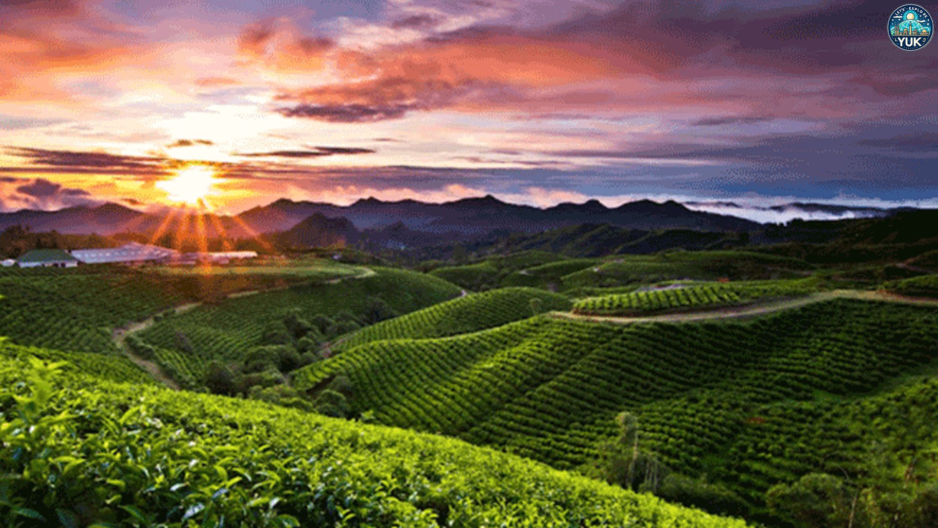 Puncak Kebun Teh Malino, Destinasi Alam yang Bikin Hati Tenang