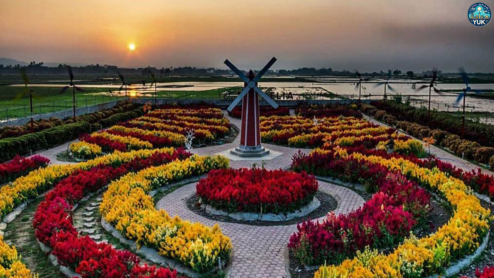 Nikmati Suasana Santai dan Indah di Taman Bunga Celosia