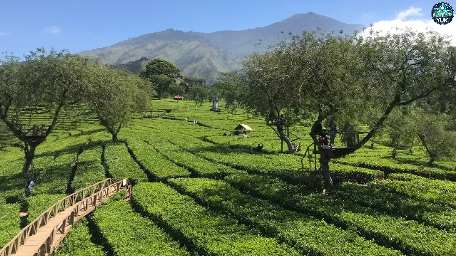 Wisata Edukasi dan Alam: Agrowisata Teh Wonosari di Malang