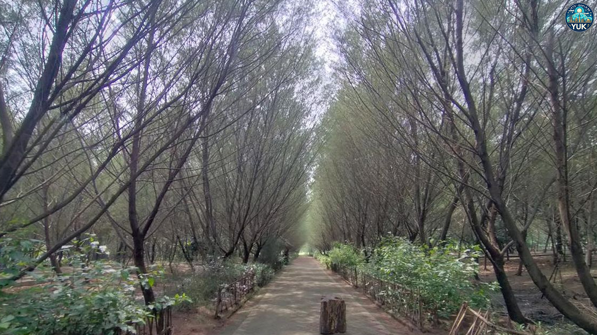 Taman Hutan Raya Pakal: Jelajah Hijau yang Bikin Hati Tenang