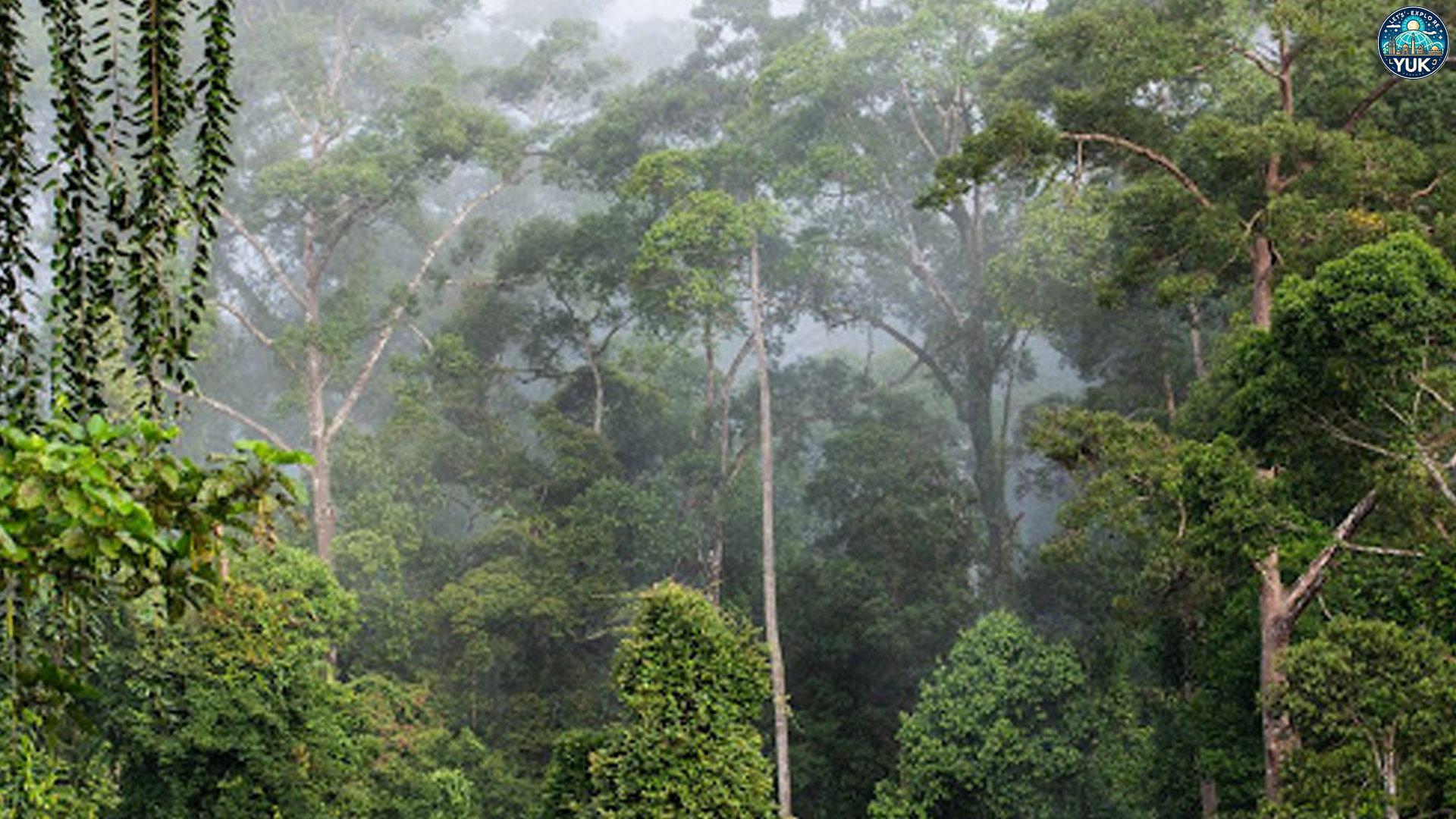 Lembah Danum: Aktivitas Wisata yang Unik dan Tak Terlupakan