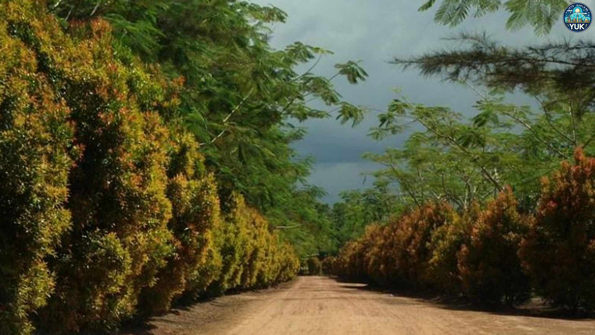 Eksplorasi Taman Alam & Keindahan Bangka Botanical Garden
