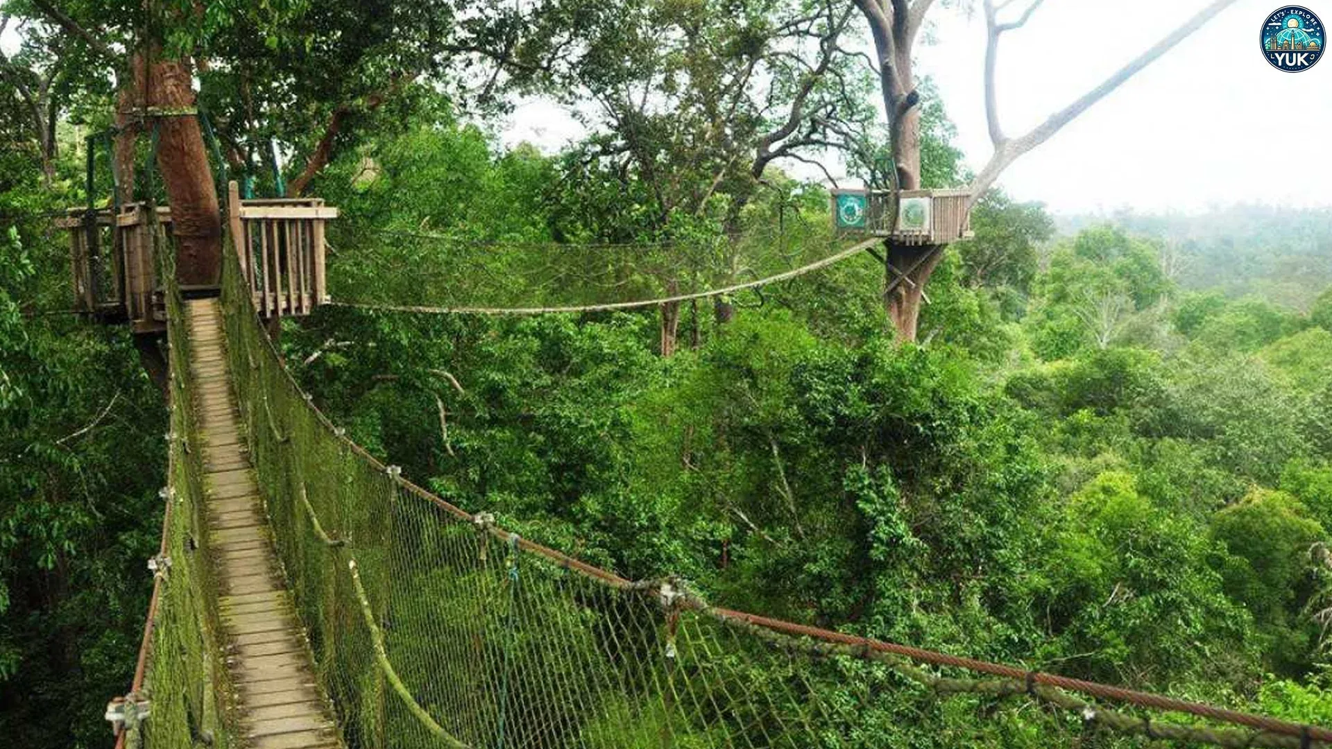 Bukit Bangkirai: Menyatu dengan Alam di Puncak Kalimantan