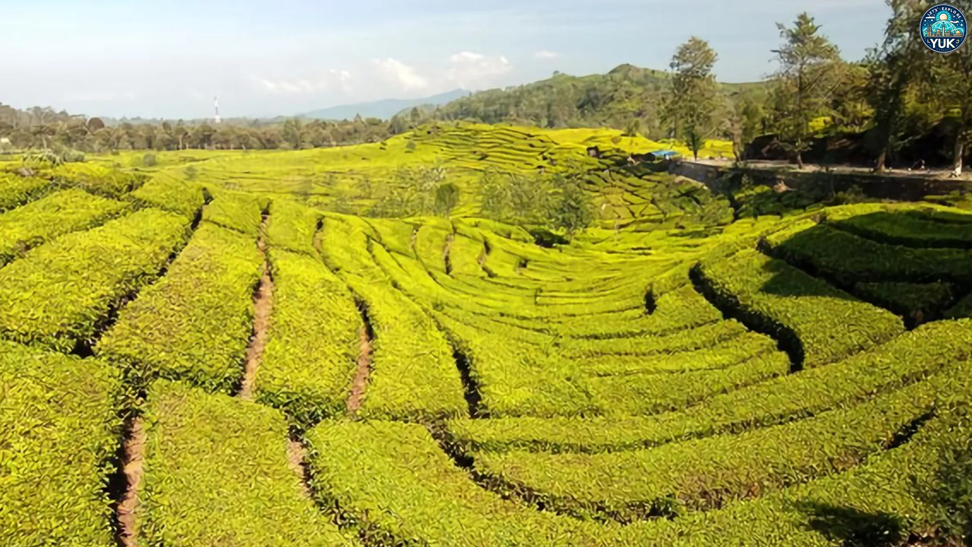 Kebun Teh Ciater Cara Menikmati Wisata Alam Tanpa Stres