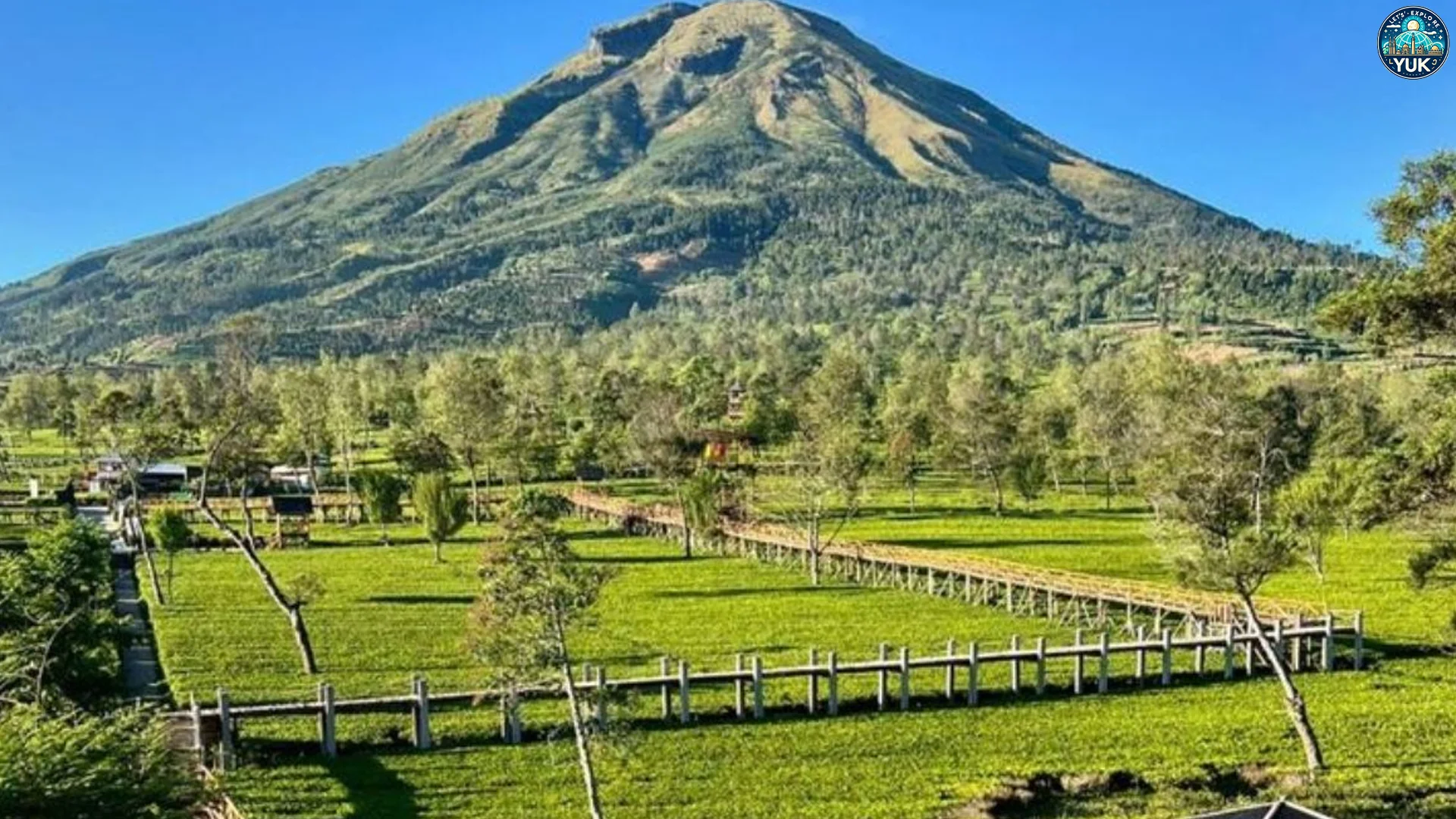 Kebun Teh Tambi Sunrise Terbaik dari Ketinggian 1500 Meter