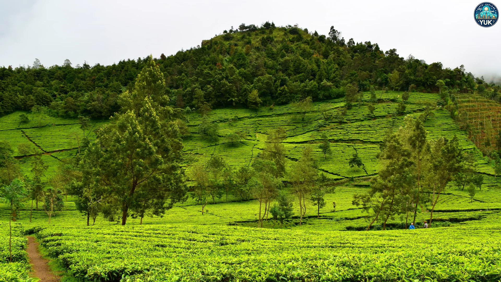Kebun Teh Tambi Sunrise Terbaik dari Ketinggian 1500 Meter